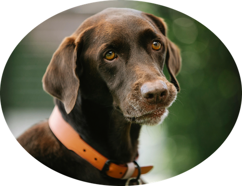 Assurance chien de chasse