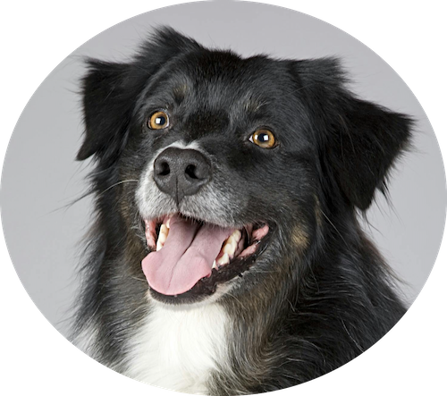 Assurance chien pas cher