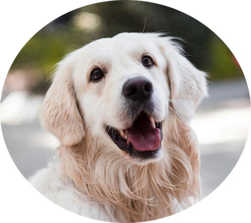 Assurance maladie pour chiens